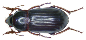 ZABRE