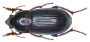 Image zabre