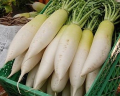 DAIKON