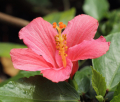 HIBISCUS