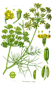 FENOUIL