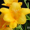 freesia