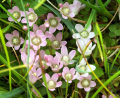 ANAGALLIS