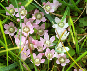 ANAGALLIS