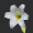 Image Liliales