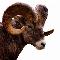 Logo Ruminants