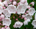 KALMIA