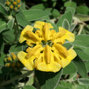 PHLOMIS