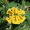 Image Lamiaceae
