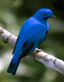 COTINGA