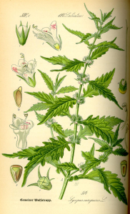 LYCOPE