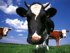 Vaches des villes, Vaches des champs