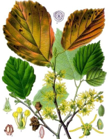 HAMAMÉLIS