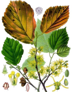 HAMAMÉLIS