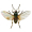 Image Diptera