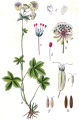 ASTRANTIA