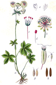 ASTRANTIA