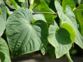 KAVA