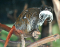 TAMARIN