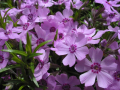 PHLOX