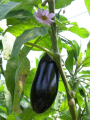 AUBERGINE