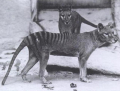 THYLACINE