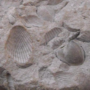 CARDIUM