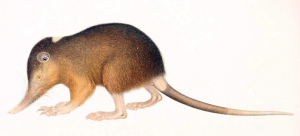 SOLÉNODONTE