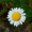 Image Asteraceae