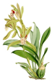 CYMBIDIUM