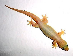 MARGOUILLAT
