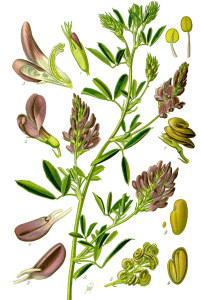 ALFALFA