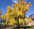 GINKGO