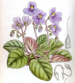 SAINTPAULIA