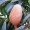 Image Meliaceae