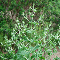 CHIA