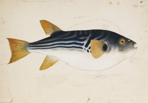 FUGU