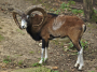 Image mouflon
