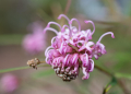 GREVILLEA