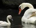 cygne