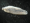Image Platyhelminthes