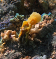 BALANOGLOSSE