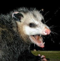 OPOSSUM