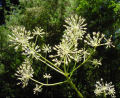 ARALIA