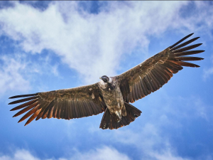 CONDOR