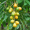 Image Anacardiaceae