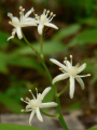 MAIANTHEMUM