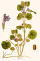 GLÉCHOME