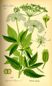 PODAGRAIRE