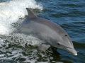 DAUPHIN